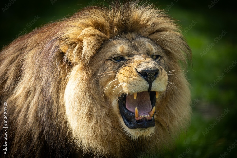 Ταπετσαρία Closeup of a roaring furry Barbary lion captured in wilderness