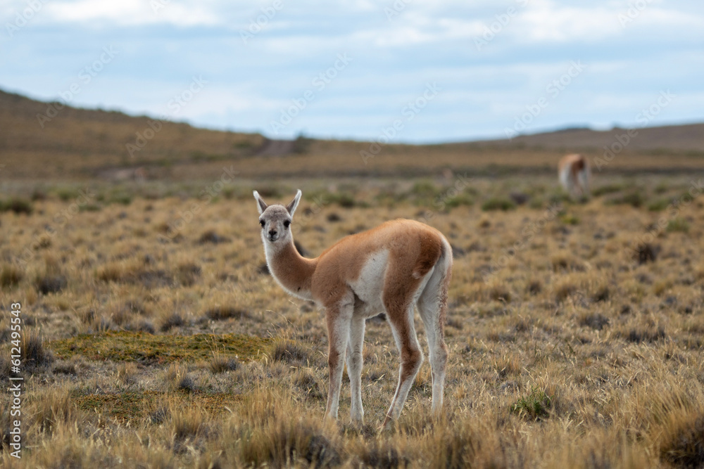 Fototapeta premium Guanaco de la Patagonia 