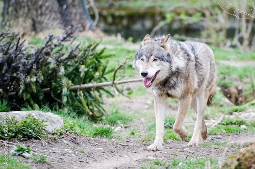 Wolf walking at the zoo.