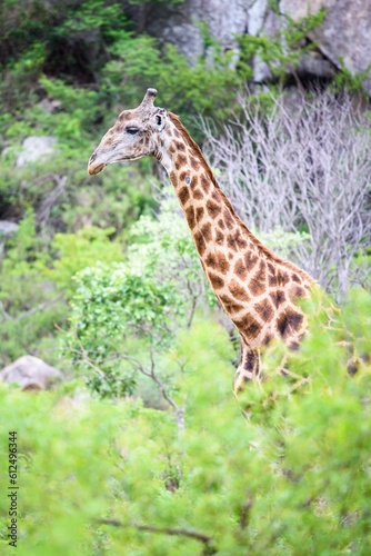 Vertical shot of a giraffe standing tall among trees