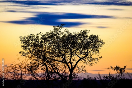 Silhouette of a tree against a breathtaking colorful sunset
