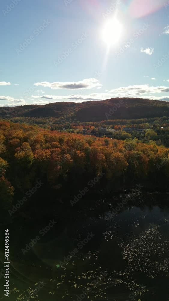 Beautiful view of forest trees in a sunny day Beautiful view of forest trees in a sunny day