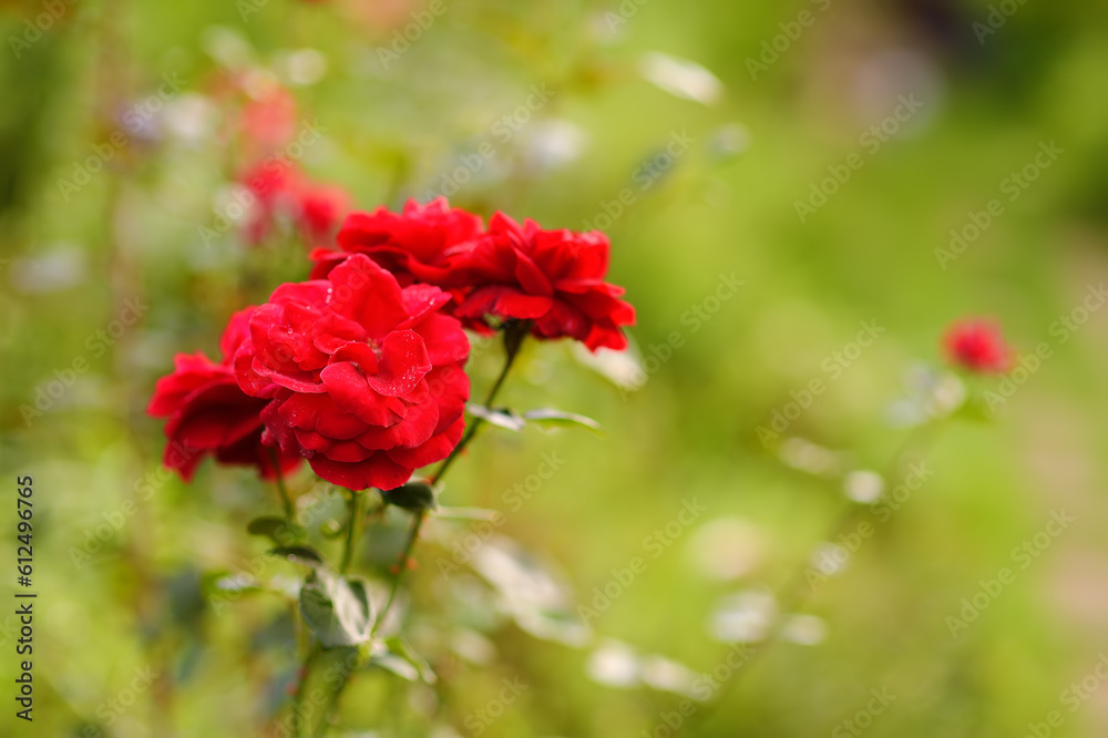Red fragrant roses in domestic garden.