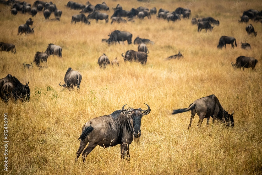 Fototapeta premium Scenic view of an open field full of wildebeests seen in an African safari