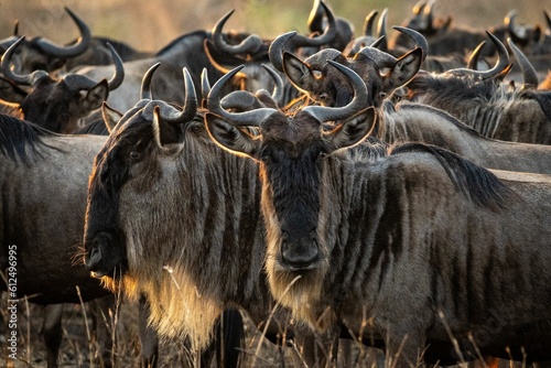 Scenic view of an open field full of wildebeests seen in an African safari