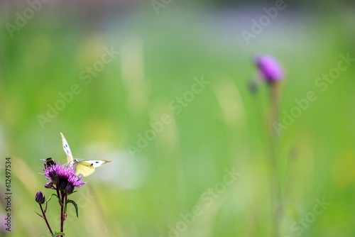 Selective focus of a cabbage white butterfly, pieris rapae on wildflower bud in a beautiful meadow