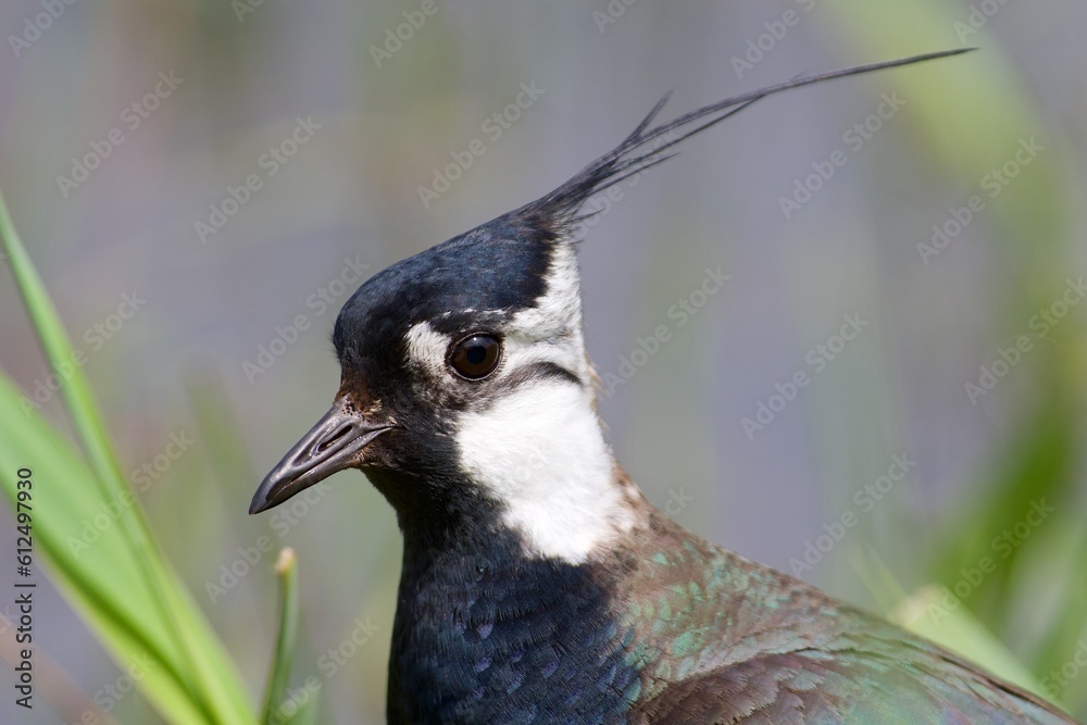 Fototapeta premium Northen lapwing on the west cost in Sweden