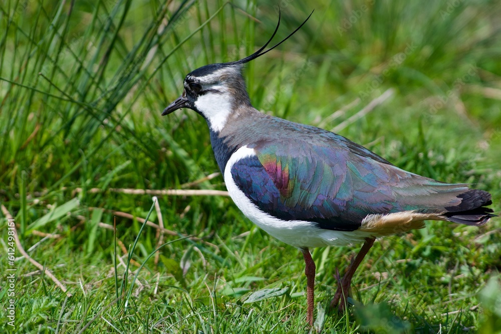 Obraz premium Northen lapwing on the west cost in Sweden