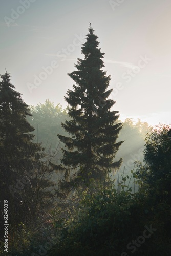 Landscape scene of Norway spruce trees with sunset foggy sky, vertical shot