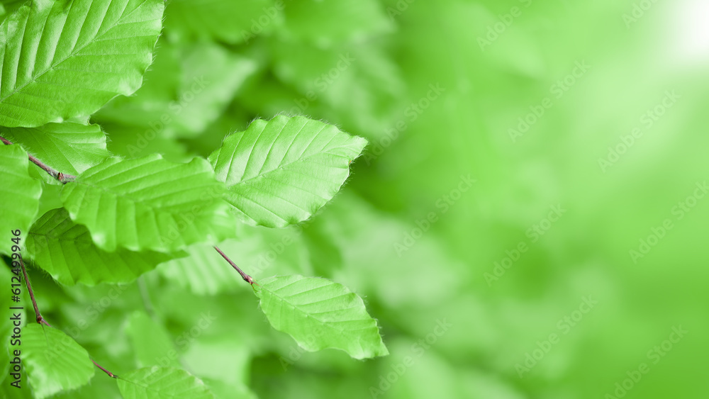 Green hedge or Green leaves wall background with copy space Green shrub foliage Green hedge or Green leaves wall background with copy space Green shrub foliage