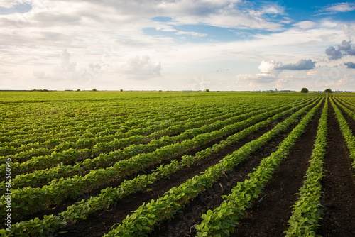 Soybean field with rows of soya bean plants