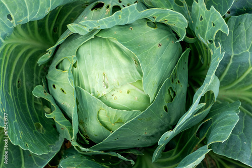 Cabbage damaged by pest close-up. Head and leaves of cabbage in holes eaten by larvae, worms and caterpillars. Consequences of the invasion butterflies. Vegetable in a farmer's field.  