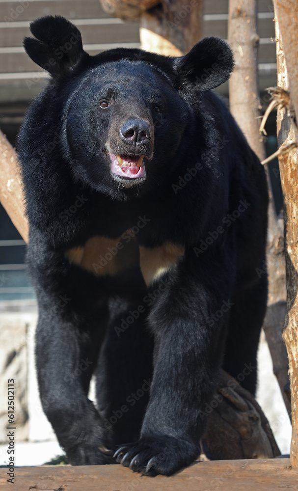Fototapeta premium Asian black bear (Ursus thibetanus), also known as Asiatic black bear, moon bear and white-chested bear, medium-sized bear. Focus on face