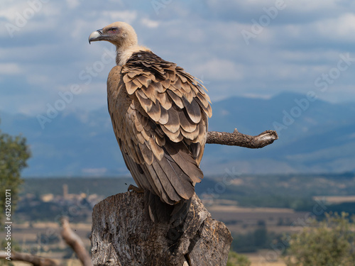 griffon vulture flight and perched in the sun photo