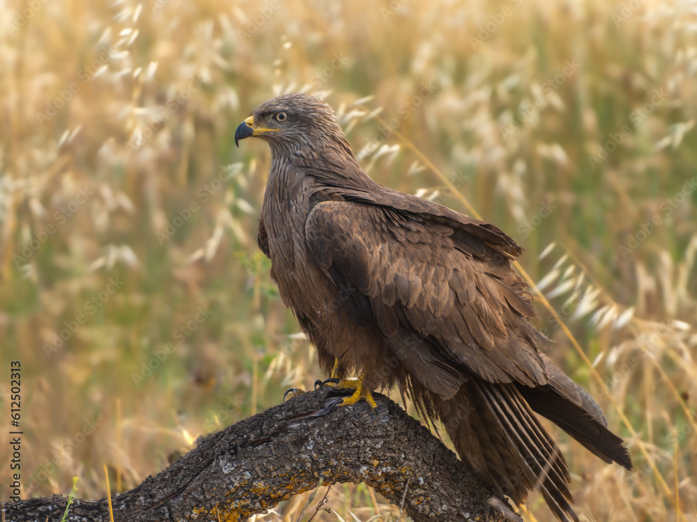 games and flights of a black kite in search of food