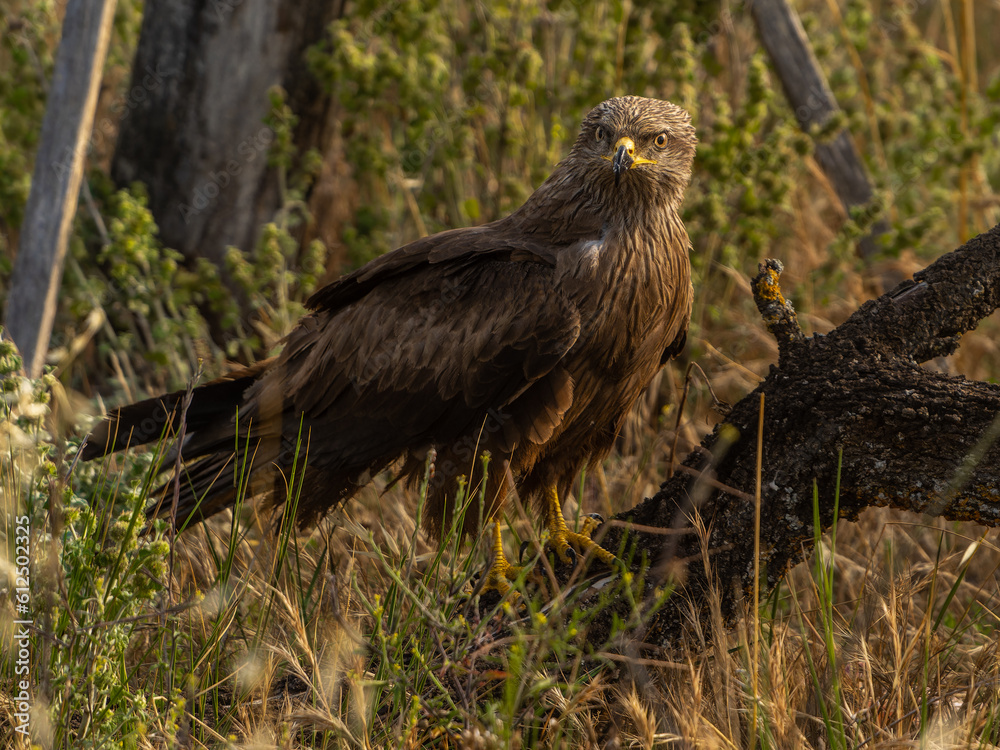 Fototapeta premium games and flights of a black kite in search of food