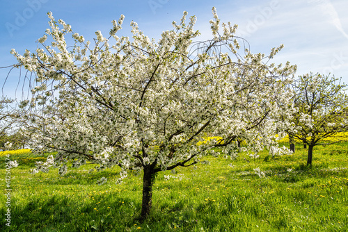 Cherry blossoms on the hills around Kalchreuth, Germany in Franconian Switzerland