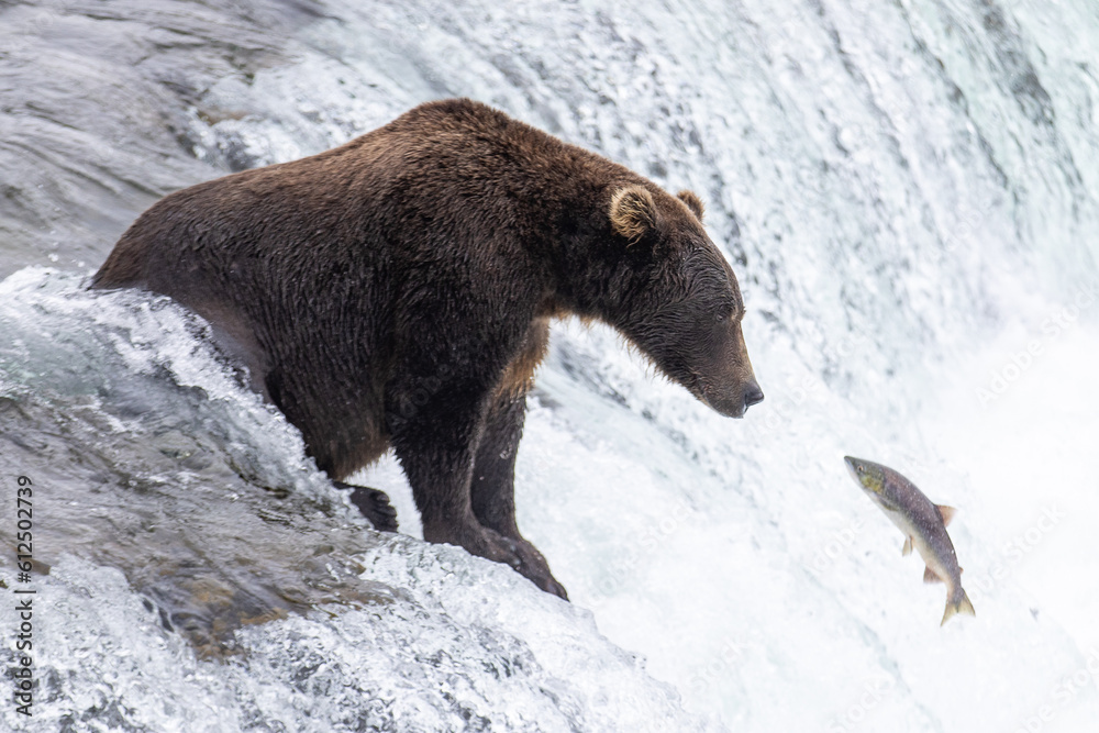 Wild Alaskan brown grizzly bear feeding on sockeye salmon at Brooks Falls in Katmai, Alaska Wild Alaskan brown grizzly bear feeding on sockeye salmon at Brooks Falls in Katmai, Alaska