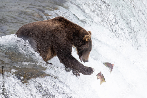 Wild Alaskan brown grizzly bear feeding on sockeye salmon at Brooks Falls in Katmai, Alaska photo