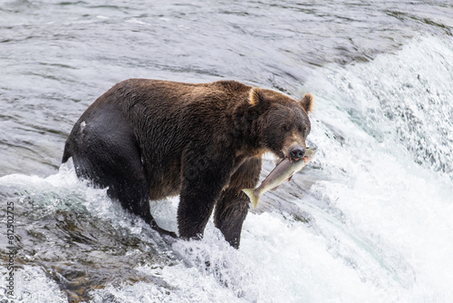 Wild Alaskan brown grizzly bear feeding on sockeye salmon at Brooks Falls in Katmai, Alaska