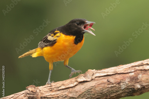 Baltimore Oriole male dark orange, female yellowish, 