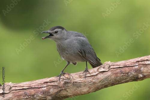 Grey Catbird on branch in spring breeding season