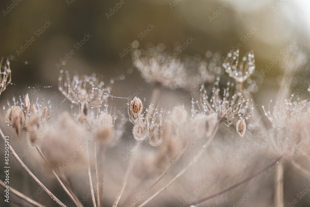 Closeup of hogweed in a sunny forest with wet spider webs on it on a blurred background Closeup of hogweed in a sunny forest with wet spider webs on it on a blurred background