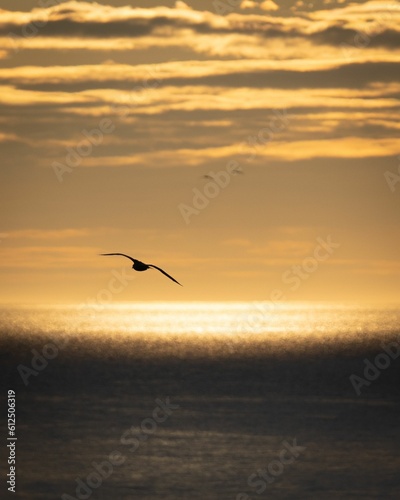 Vertical shot of bird's silhouette flying over the sea at sunset
