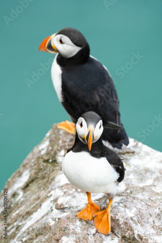 Vertical shot of puffins on a rock on green background