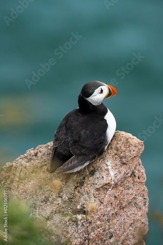 Vertical shot of puffin sitting on rock against blur background