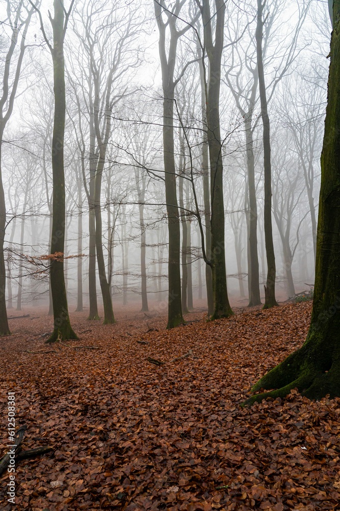 Vertical shot of naked trees and fallen leaves in autumn forest on foggy day