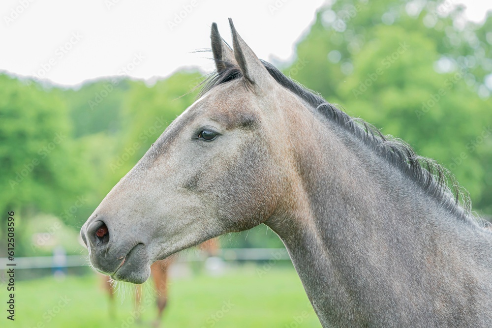 Fototapeta premium Closeup of white horse