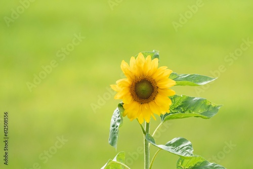 Closeup of blooming sunflower