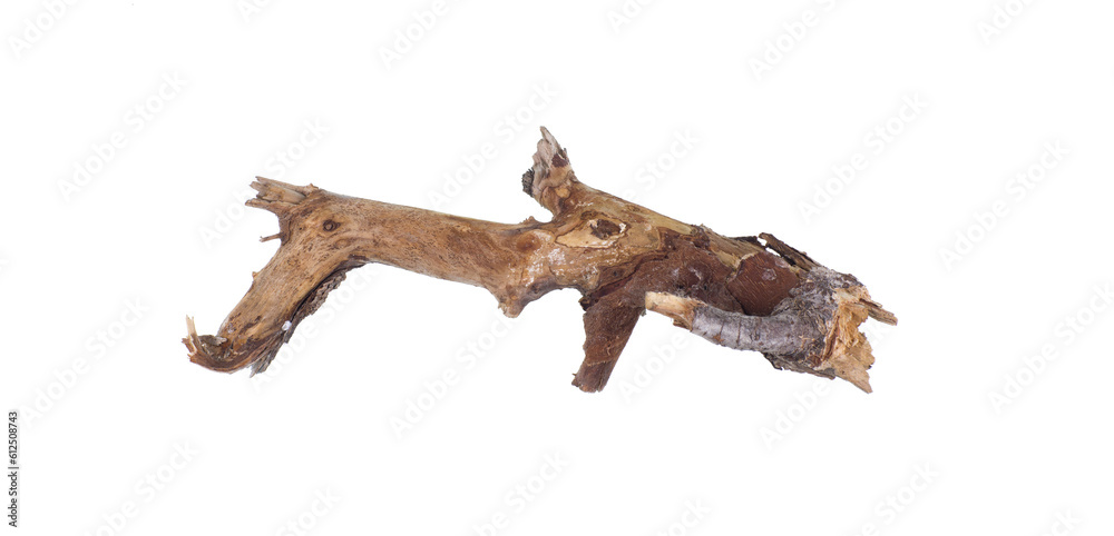 dried wooden root snag isolated on white background