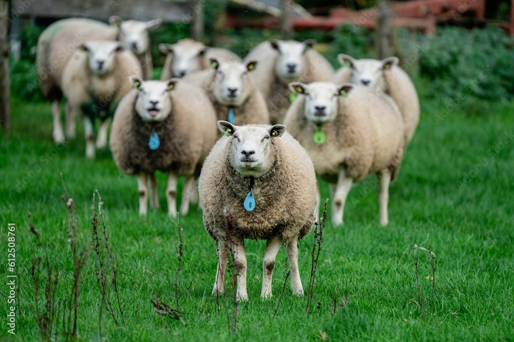 Close-up shot of sheep standing on the grass Close-up shot of sheep standing on the grass