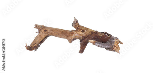 dried wooden root snag isolated on white background photo