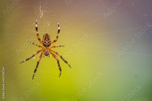 Close-up shot of a Angulate orbweavers on a spiderweb with a blurred background