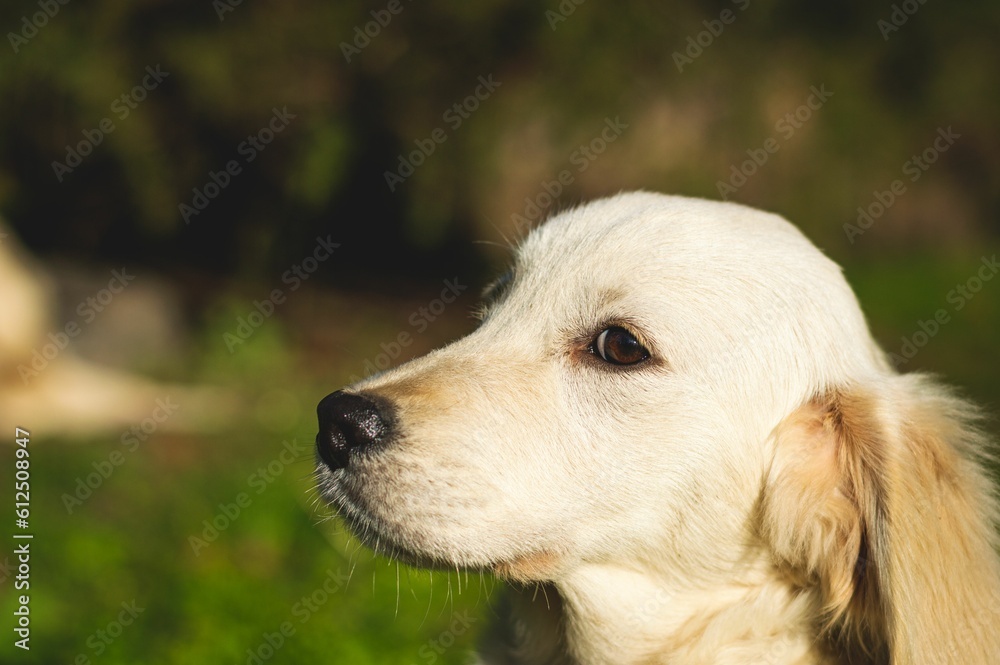 Shallow focus shot of a Golden Retriever puppy playing in a park