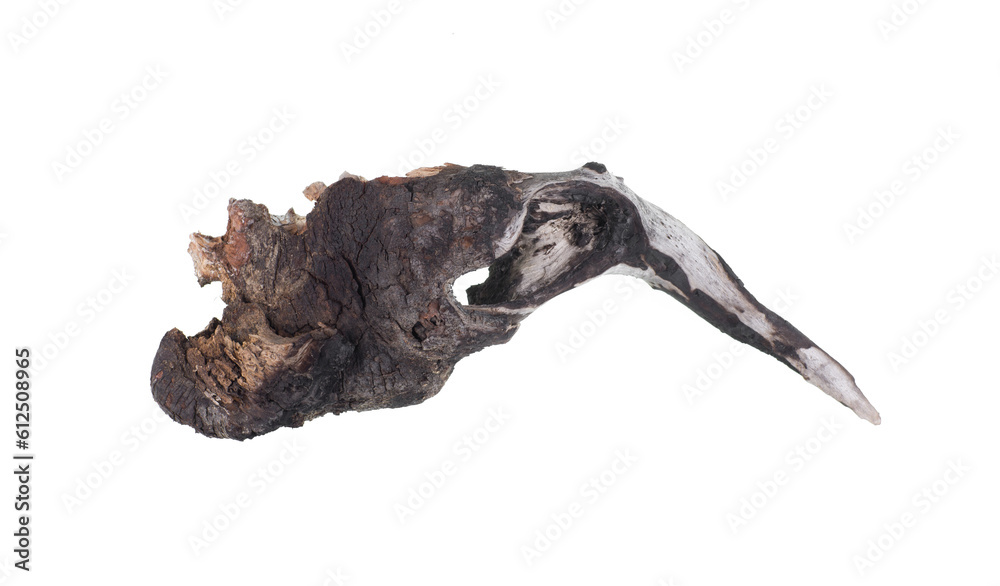 Obraz premium dried wooden root snag isolated on white background