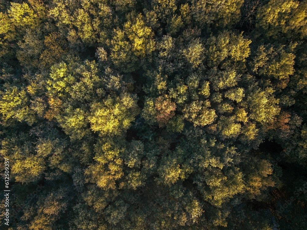 Aerial drone view of a forest in the fall on a sunny day Aerial drone view of a forest in the fall on a sunny day