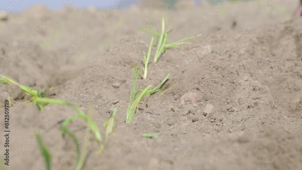 Promising growth: newly placed onion plant in the garden Promising growth: newly placed onion plant in the garden