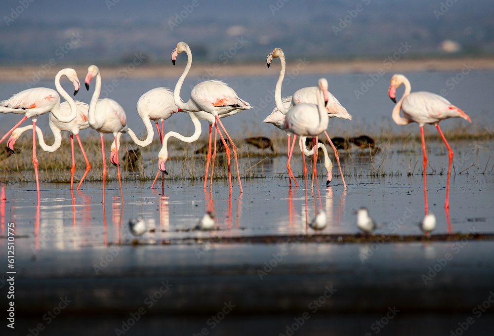 Naklejka premium Beautiful flamingo near back water. wall mounting of flamingo bird. background picture of bird. Beautiful wings of flying flamingo. Wall poster of flamingo bird. Migratory bird in Bhigwan, India.