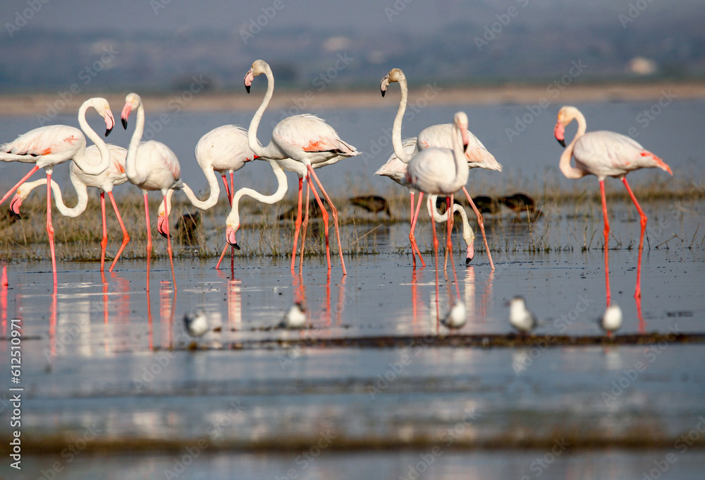 Fototapeta premium Beautiful flamingo near back water. wall mounting of flamingo bird. background picture of bird. Beautiful wings of flying flamingo. Wall poster of flamingo bird. Migratory bird in Bhigwan, India.