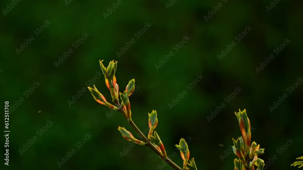 Closeup shot of green leaf buds on a branch under the sunlight Closeup shot of green leaf buds on a branch under the sunlight