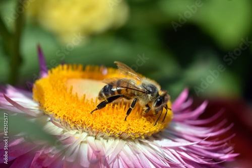 Biene auf einer Gartenstrohblume © christiane65