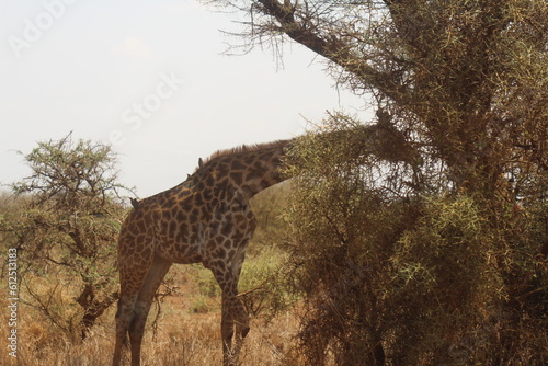 Safari in Kenya