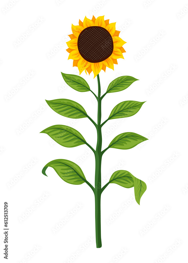 Fototapeta premium Sunflower growth stage, mature plant. Agriculture plant development. Harvest animation progression phase
