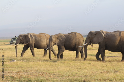 Safari in Kenya