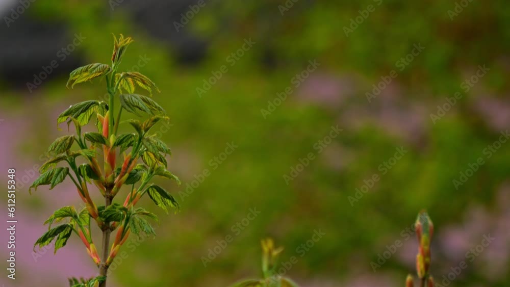 Close-up shot of raindrops falling on new growing buds during a springtime Close-up shot of raindrops falling on new growing buds during a springtime