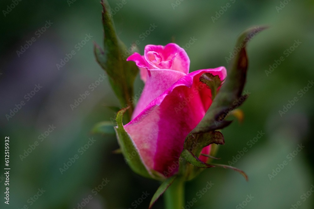 Soft focus of a beautiful pink rose bud at a garden